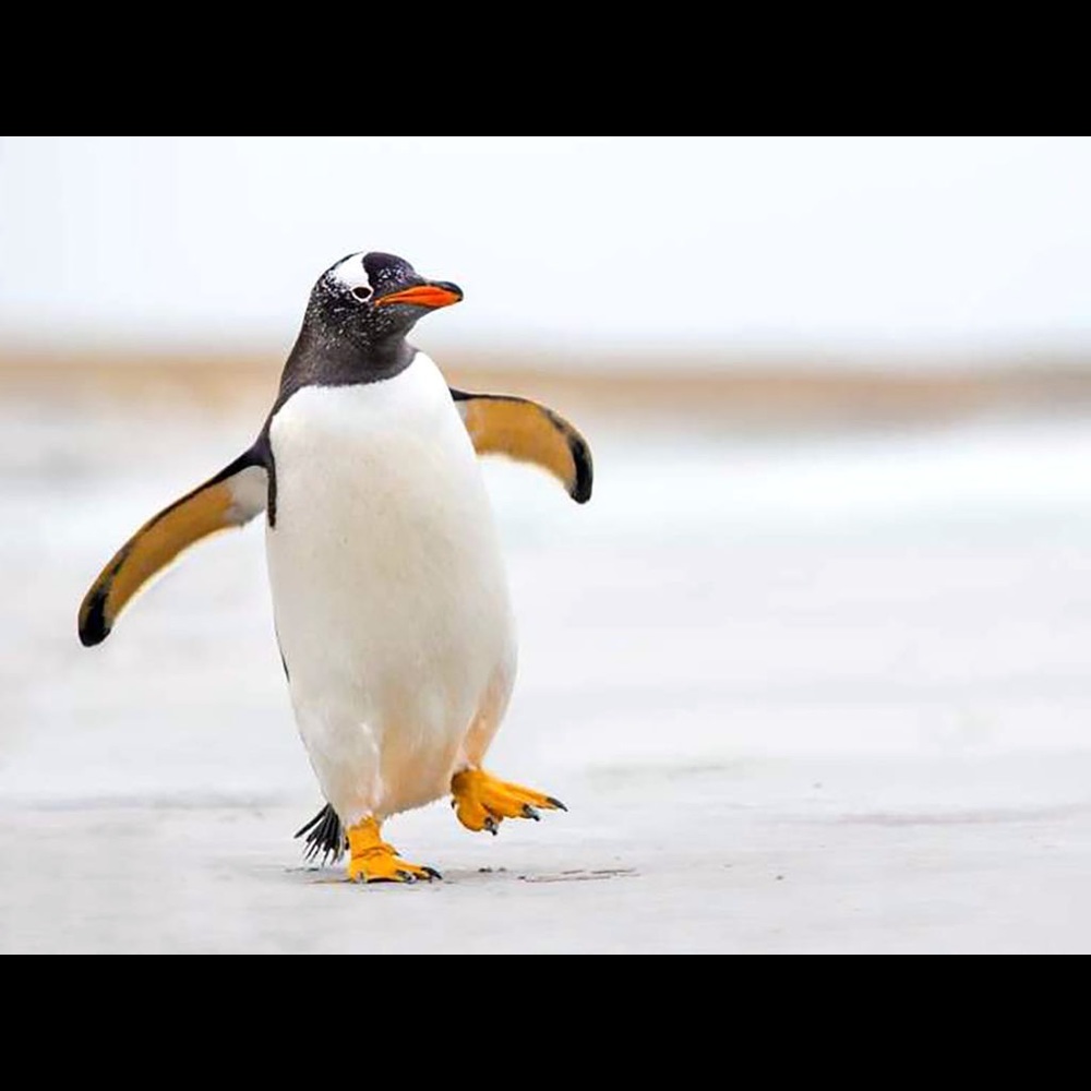 Meet your Posher, Penguin